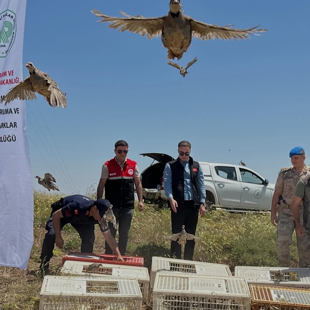Sincik'te 200 keklik doğaya salındı