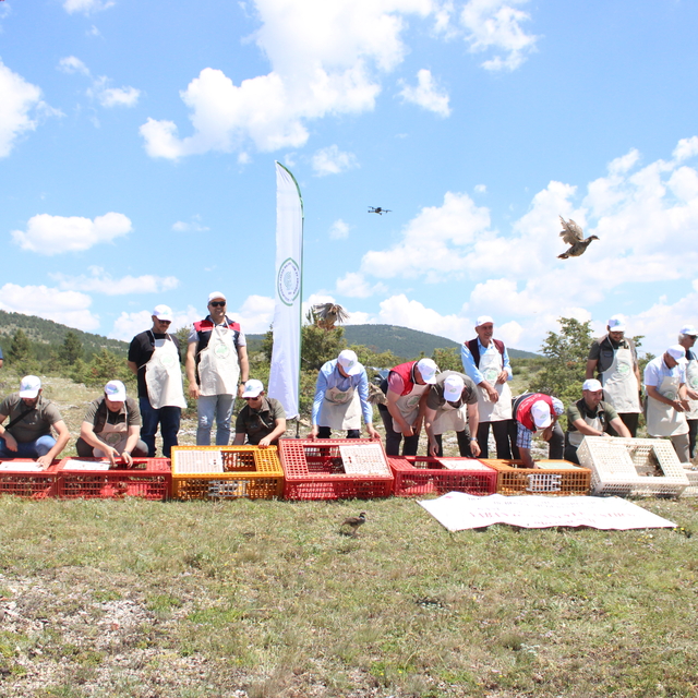 Kastamonu'da kenelerle biyolojik mücadele için 1200 kınalı keklik doğaya bı...