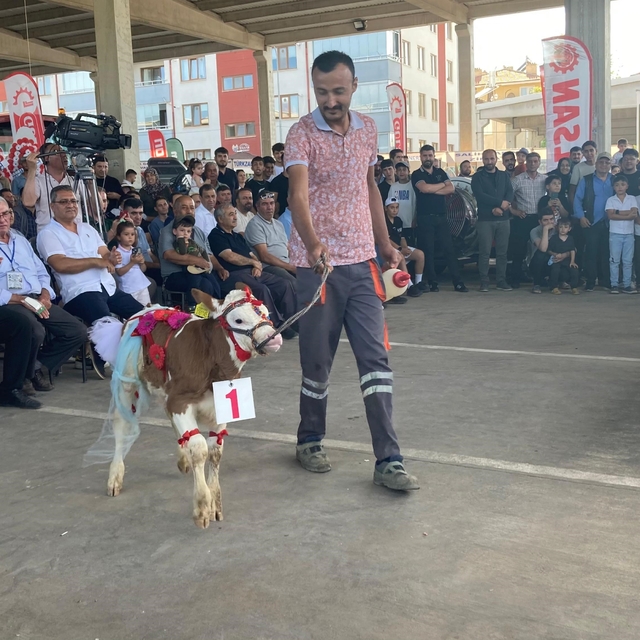 Otuz buzağı arasından en güzeli seçildi