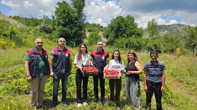 Tunceli'de kadın üreticilerin çilek hasadı yüz güldürdü