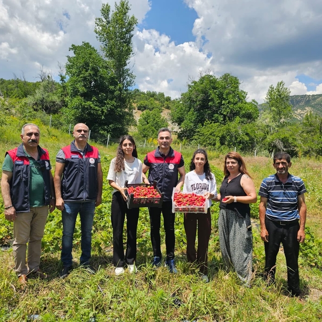 Tunceli'de kadın üreticilerin çilek hasadı yüz güldürdü