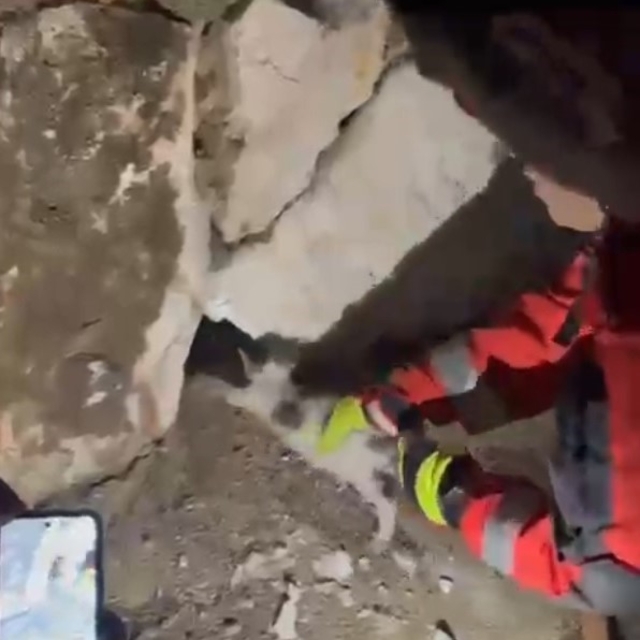 Duvara sıkışan kediyi itfaiye kurtardı
