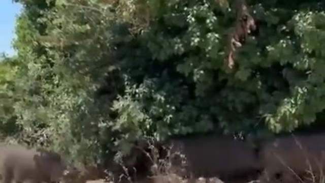 Aç kalan domuz sürüsü şehre indi