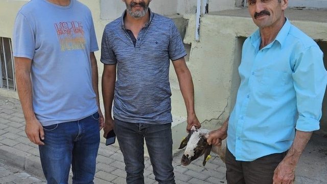 Kapılara toslayan kuzunun sahibi küpesinden bulundu
Başıboş gezen kuzu ekipleri harekete geçirdi