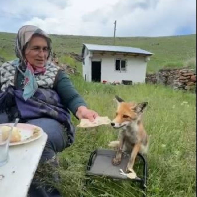 Yaylada Sedriye ninenin sofrasına oturan tilki, ikram edilen ekmeği yemedi