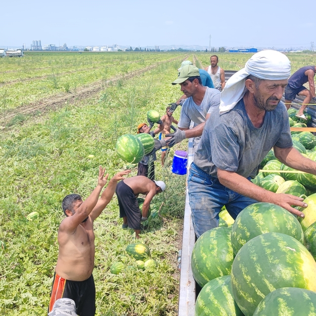 40 derece sıcakta karpuz işçilerinin ekmek mücadelesi