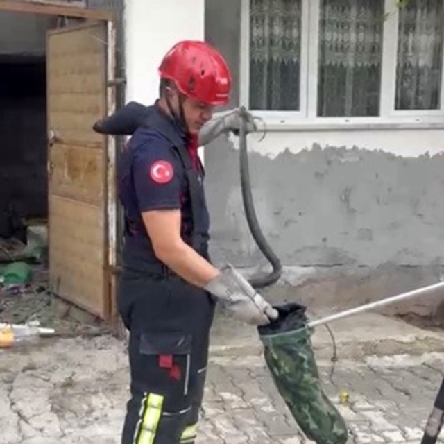 Osmaniye'de evin bahçesinde görülen yılan yakalandı