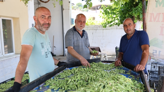 Aydın'ın bamyası Türkiye'nin dört bir yanına gönderiliyor
Koçarlı'da bamya üreticileri destek bekliyor