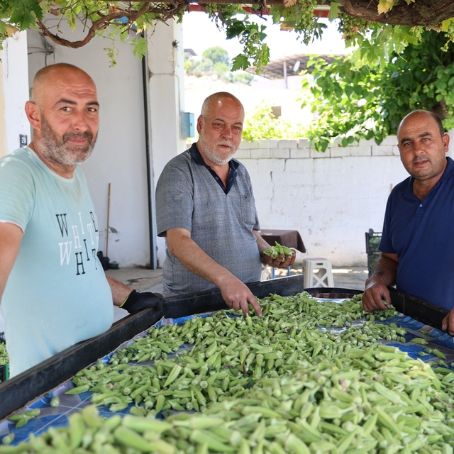 Aydın'ın bamyası Türkiye'nin dört bir yanına gönderiliyor
Koçarlı'da bamya...