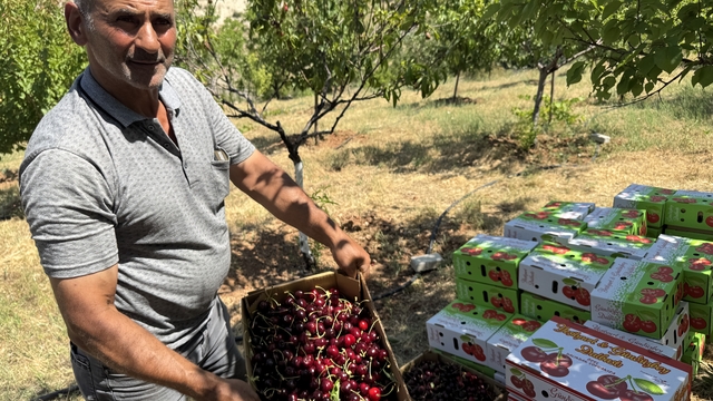 Malatya'da tescilli "dalbastı" kirazı üreticisinin yüzünü güldürdü