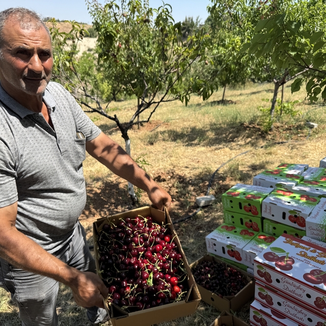 Malatya'da tescilli "dalbastı" kirazı üreticisinin yüzünü güldürdü