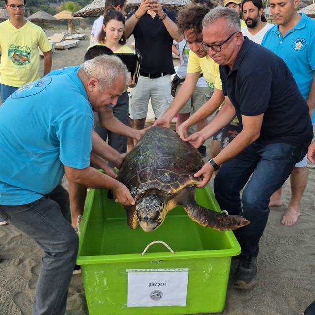 Muğla'da tedavi edilen deniz kaplumbağası "Şimşek" denize bırakıldı