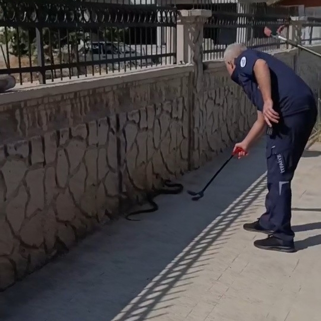 Hastane yanında görülen yılan paniğe neden oldu