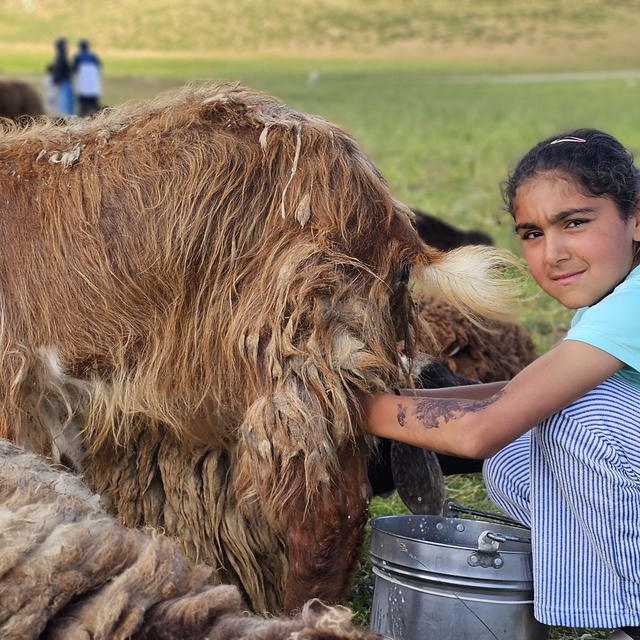 Muş'ta yayla mesaisi başladı: Lezzetli sütün sırrı dağlarda saklı