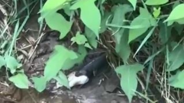 Artvin'de yılanın balık avı kamerada