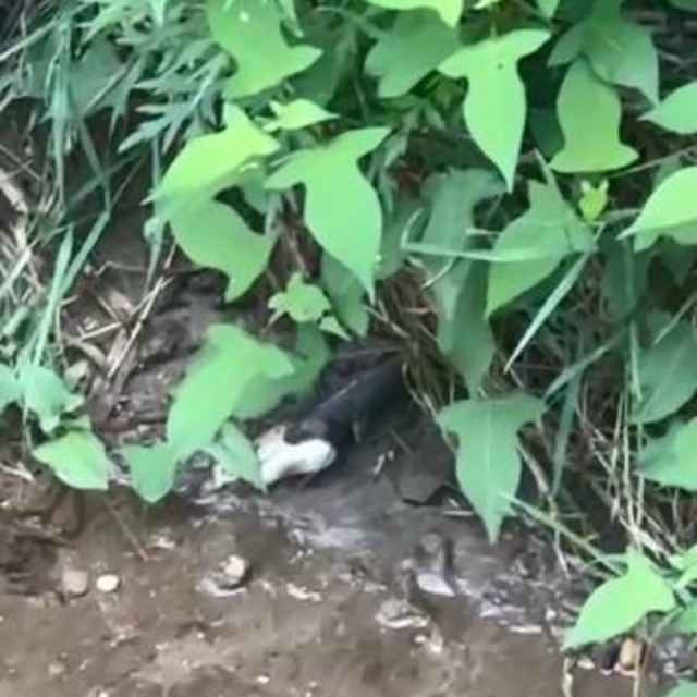 Artvin'de yılanın balık avı kamerada