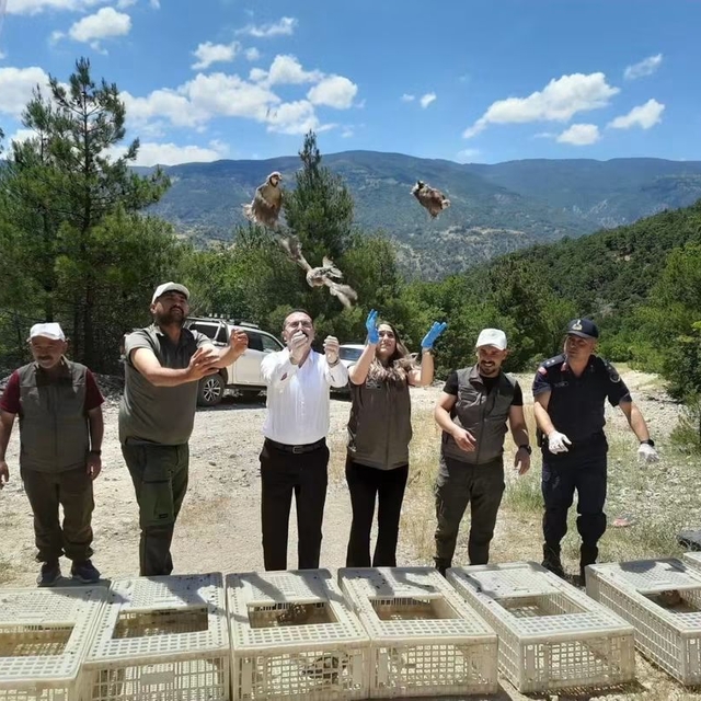 Tokat'ta zararlılarla mücadele için doğaya 200 keklik salındı