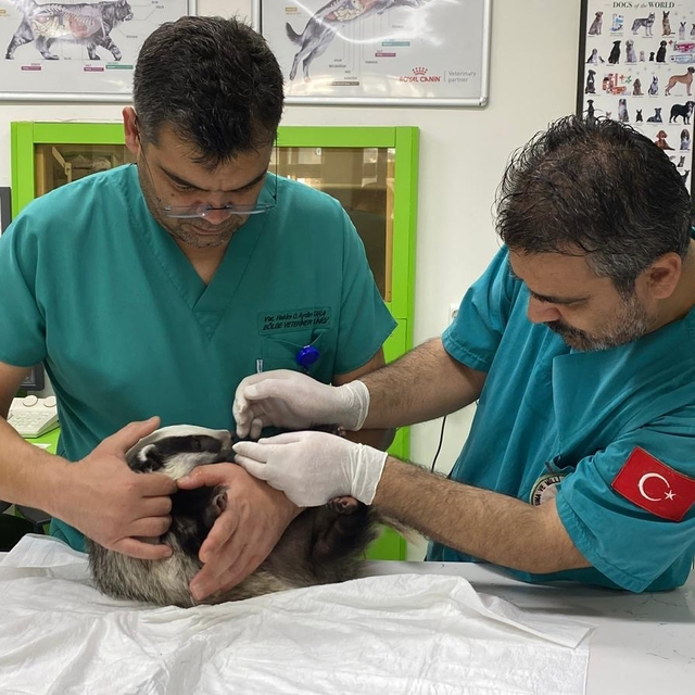 Balıkesir'de yaralı bulunan porsuk tedavisinin ardından Kazdağları'nda doğa...