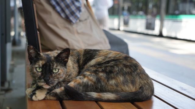 Tramvay durağını mesken tutan kedi, herkesin neşe kaynağı oldu
Gelen geçeni o karşılıyor: Tramvay durağından bir yıldır ayrılmıyor