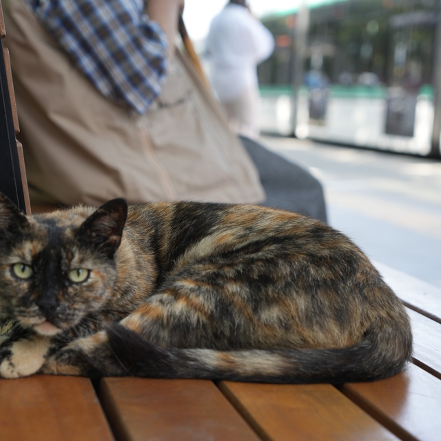 Tramvay durağını mesken tutan kedi, herkesin neşe kaynağı oldu
Gelen geçeni...