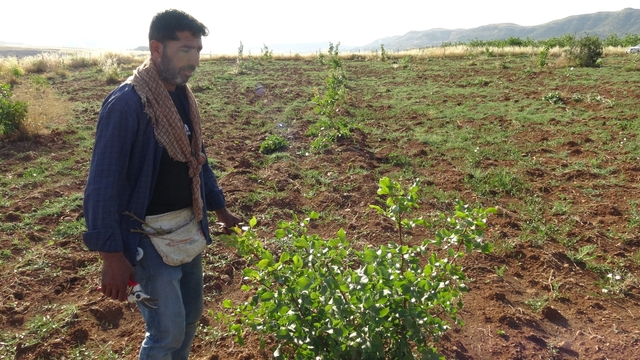 Gercüş'te fıstık aşılama mesaisi başladı