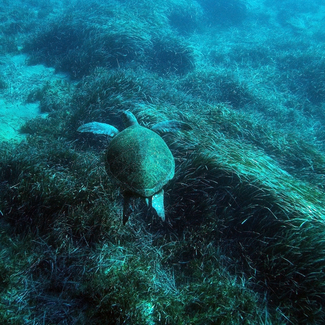Bodrum'un su altı ekosistemini haritalama çalışmaları sürüyor