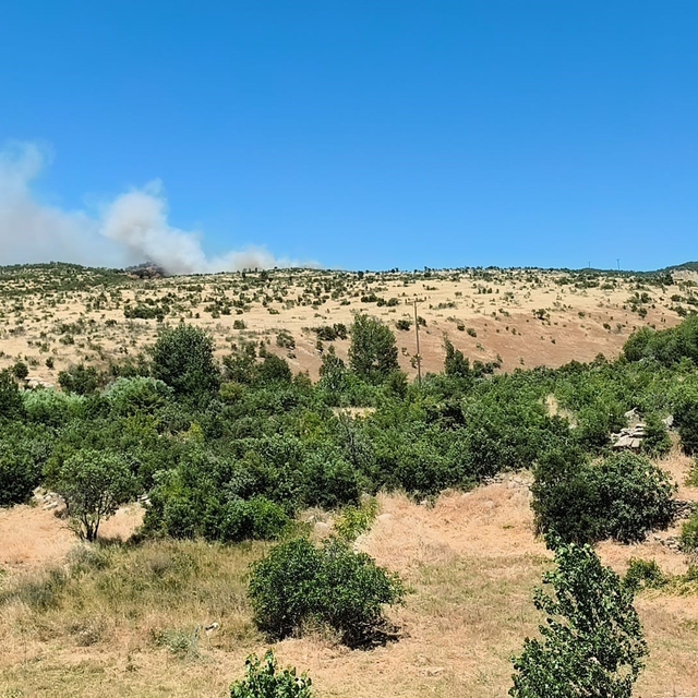 Dicle'de ağaçlık alanda yangın
