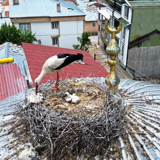 25 yıl sonra ilçeye gelen leylek ailesinde 1 yavru sağ kalabildi