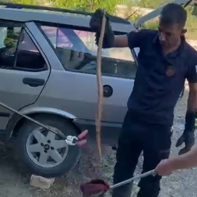 Park halindeki otomobile giren yılan paniğe neden oldu