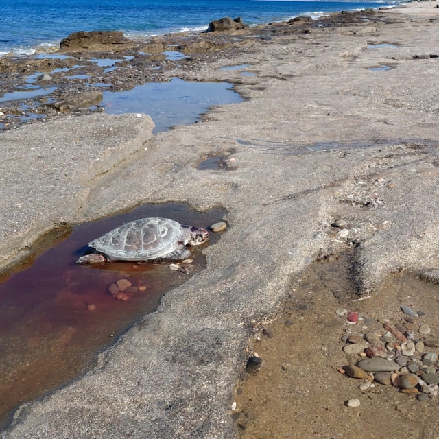 Alanya sahilinde iki caretta caretta ölü olarak bulundu