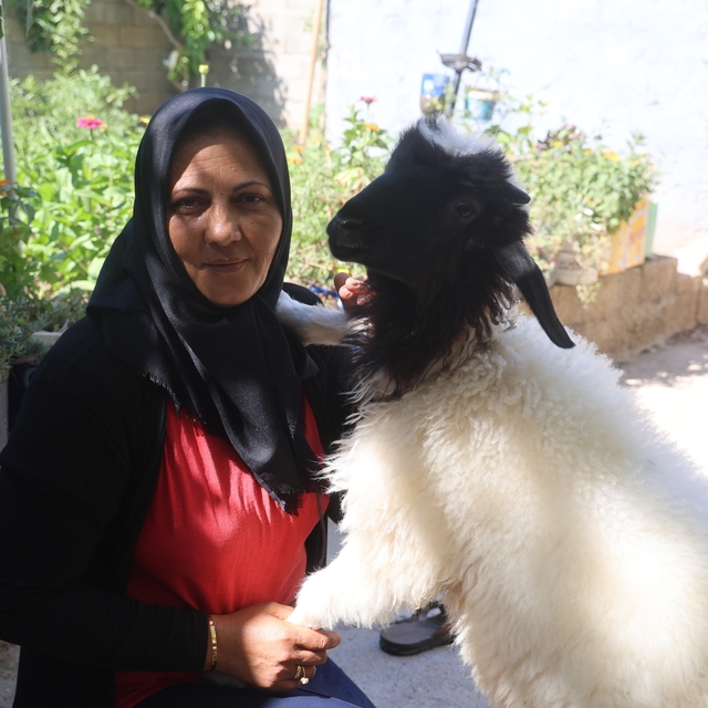Evladını lösemiden kaybeden anne, teselliyi peşinden ayrılmayan kuzuda buld...