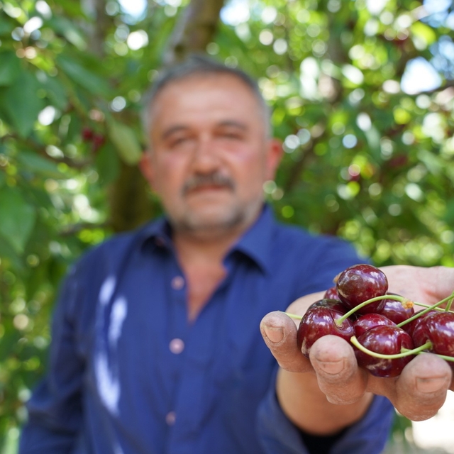 Tescilli Tokat kirazında hasat mesaisi başladı