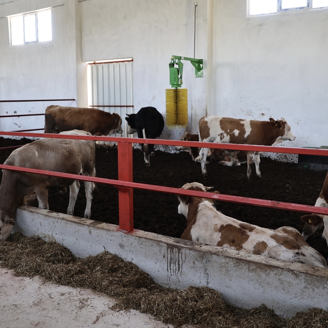 Sinop'ta TKDK desteğiyle 50 büyükbaş hayvan kapasiteli modern besi tesisi k...