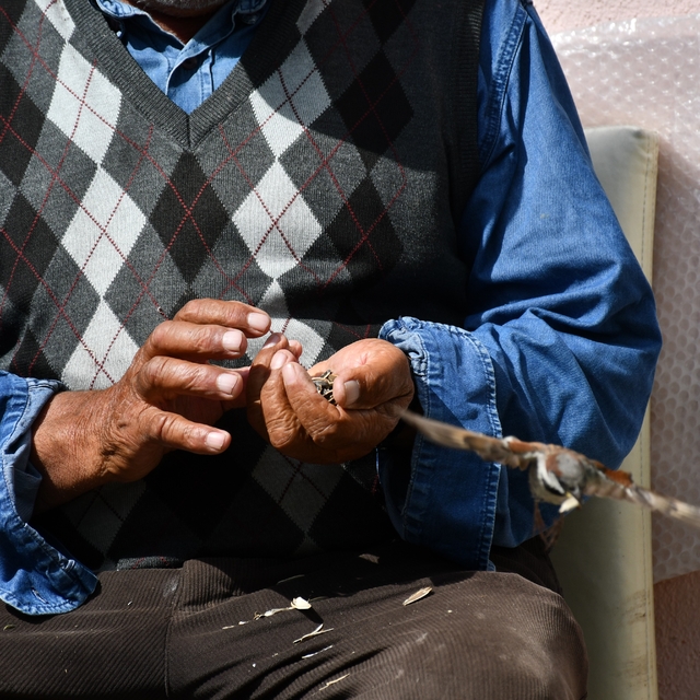 Kırdığı çekirdeklerle kuşlara sofra kuruyor