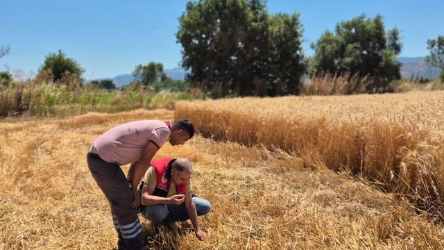 Havran'da hububat hasat kontrolleri yapılıyor