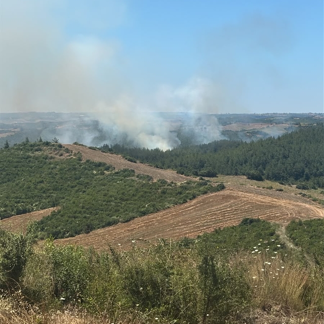 Adana'da anız yangınında alevler ormana sıçradı