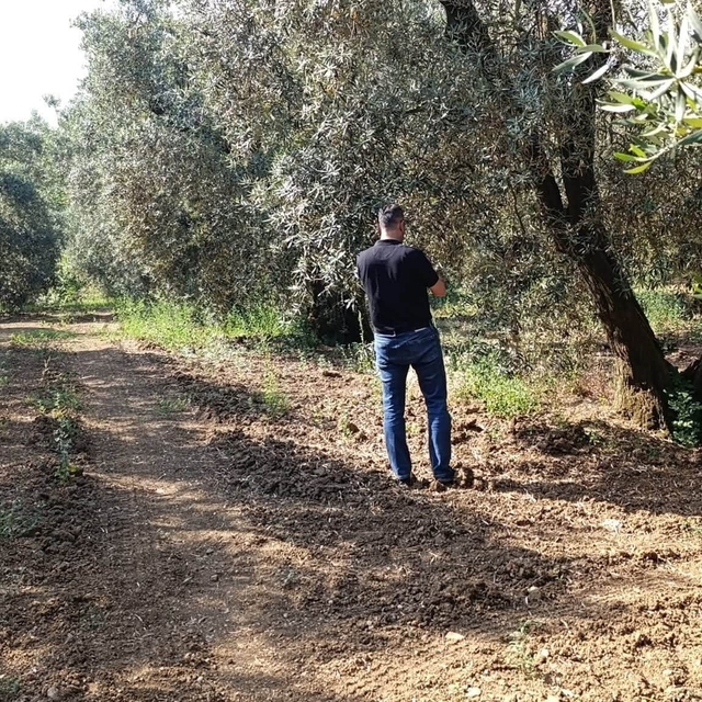 Zeytin sineğine karşı entegre mücadele çalışmaları hız kesmeden devam ediyo...
