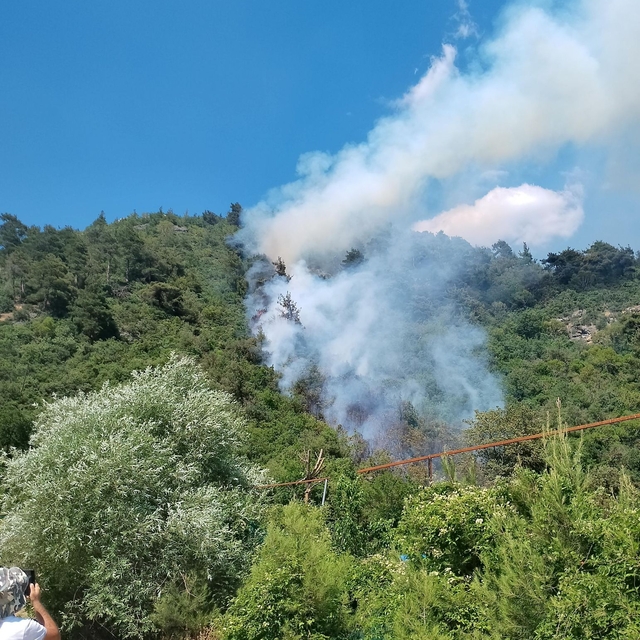 Bursa'da orman yangını