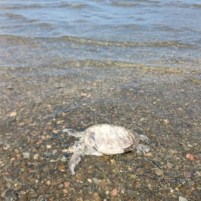 Ula'da sahilde Caretta Caretta bulundu