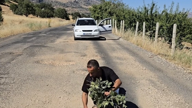 Çermik'te oluşan çukurlara ağaç dikerek yolların yapılmamasını protesto ettiler