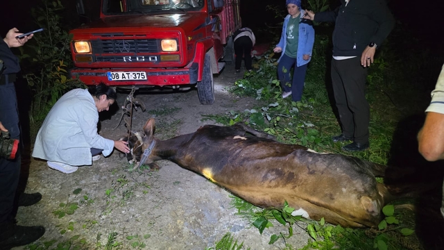 Artvin'de uçuruma yuvarlanan inek ekiplerin çabasıyla kurtarıldı