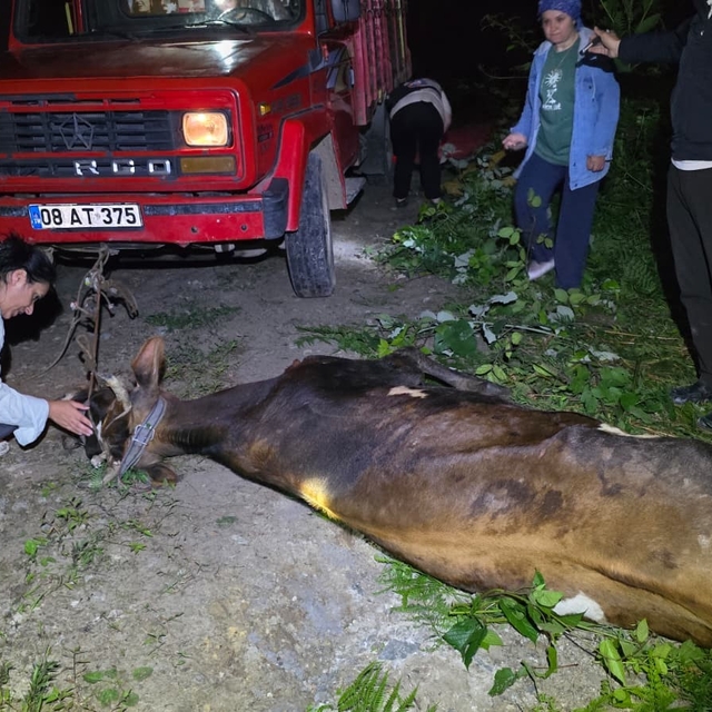Artvin'de uçuruma yuvarlanan inek ekiplerin çabasıyla kurtarıldı