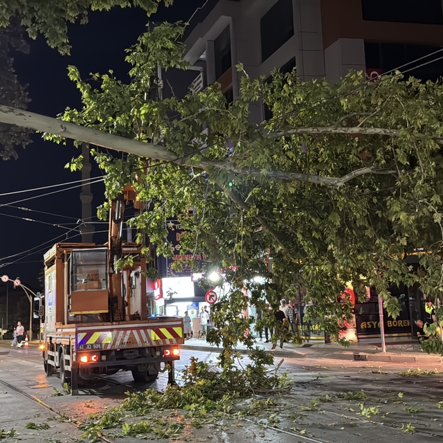 Kocaeli'de çınar ağacının kopan dalı tramvay seferlerinin aksamasına neden...