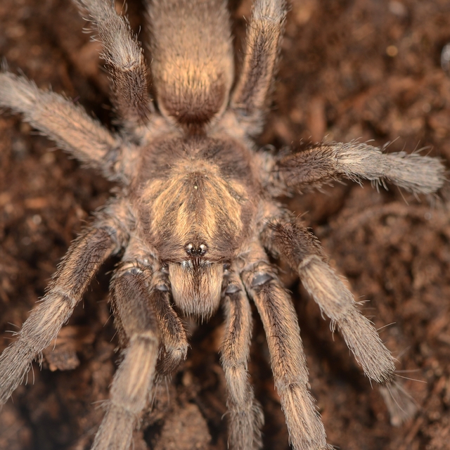 Türkiye'de ilk kez yeni bir tarantula cinsi kaydedildi