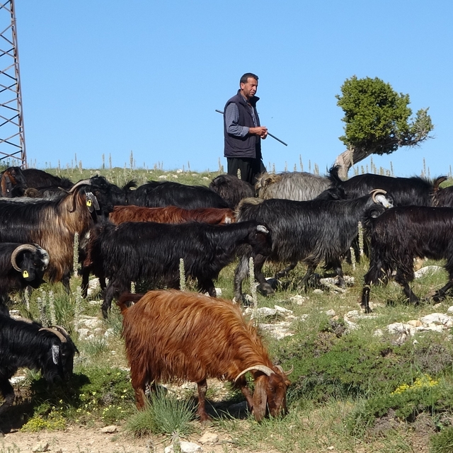 Türkiye'nin keçi yetiştirme merkezi Mersin: Toroslar yeşerdi, Yörüklerin zo...