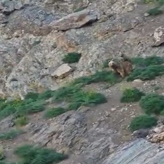 Cennet Cehennem Vadisi'nde ayı ve yavrusu görüntülendi