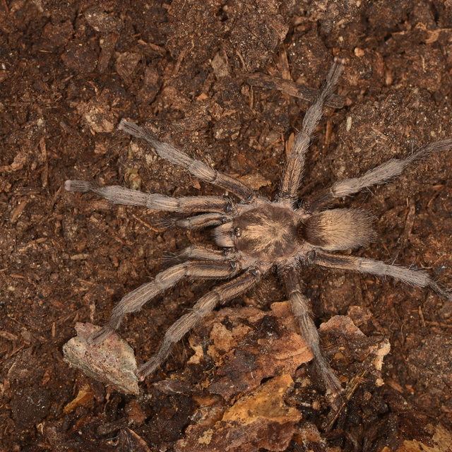 Aydın'da 34 yıl önce bulunan tarantula Türkiye faunasına eklendi