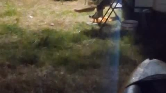 Kamp alanına giren hırsız tilki kameraya yakalandı