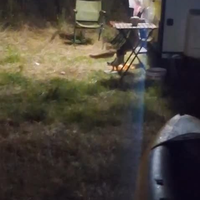 Kamp alanına giren hırsız tilki kameraya yakalandı