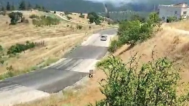 Bursa'da orman yangını